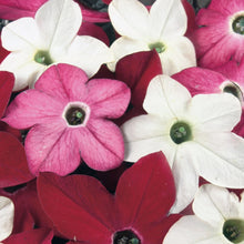 Nicotiana Sensation Mix