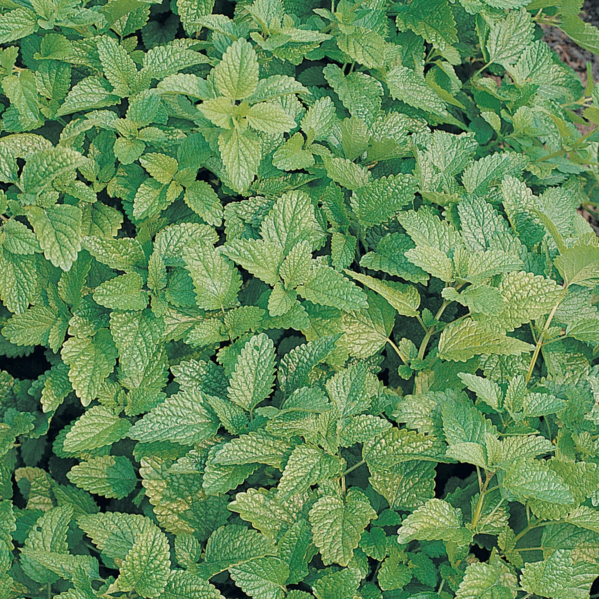 Unwins Seeds - Organic