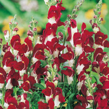 Antirrhinum Night & Day