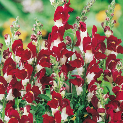 Antirrhinum Night & Day