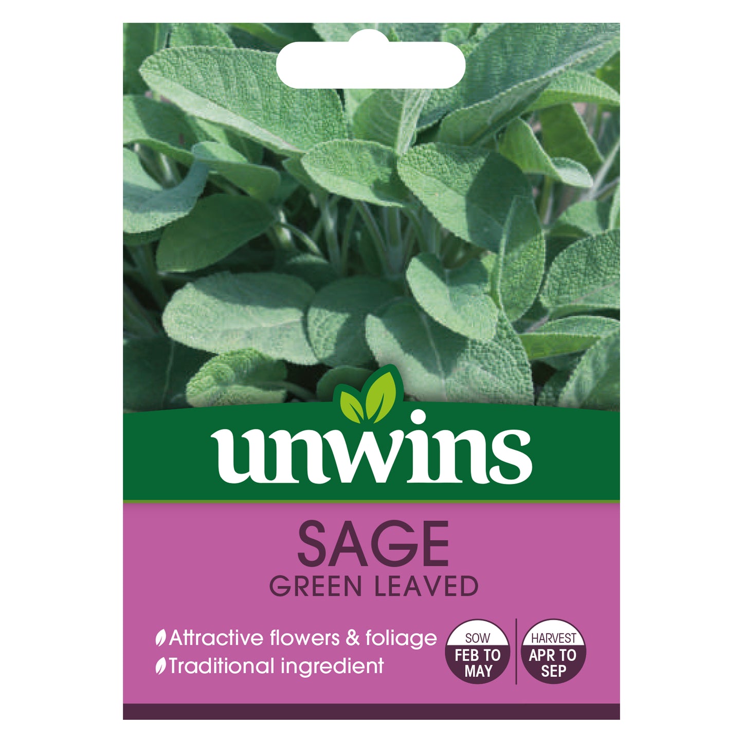 Herb Sage Green Leaved