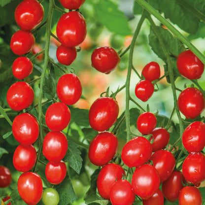Tomato (Cherry Plum) Celano F1