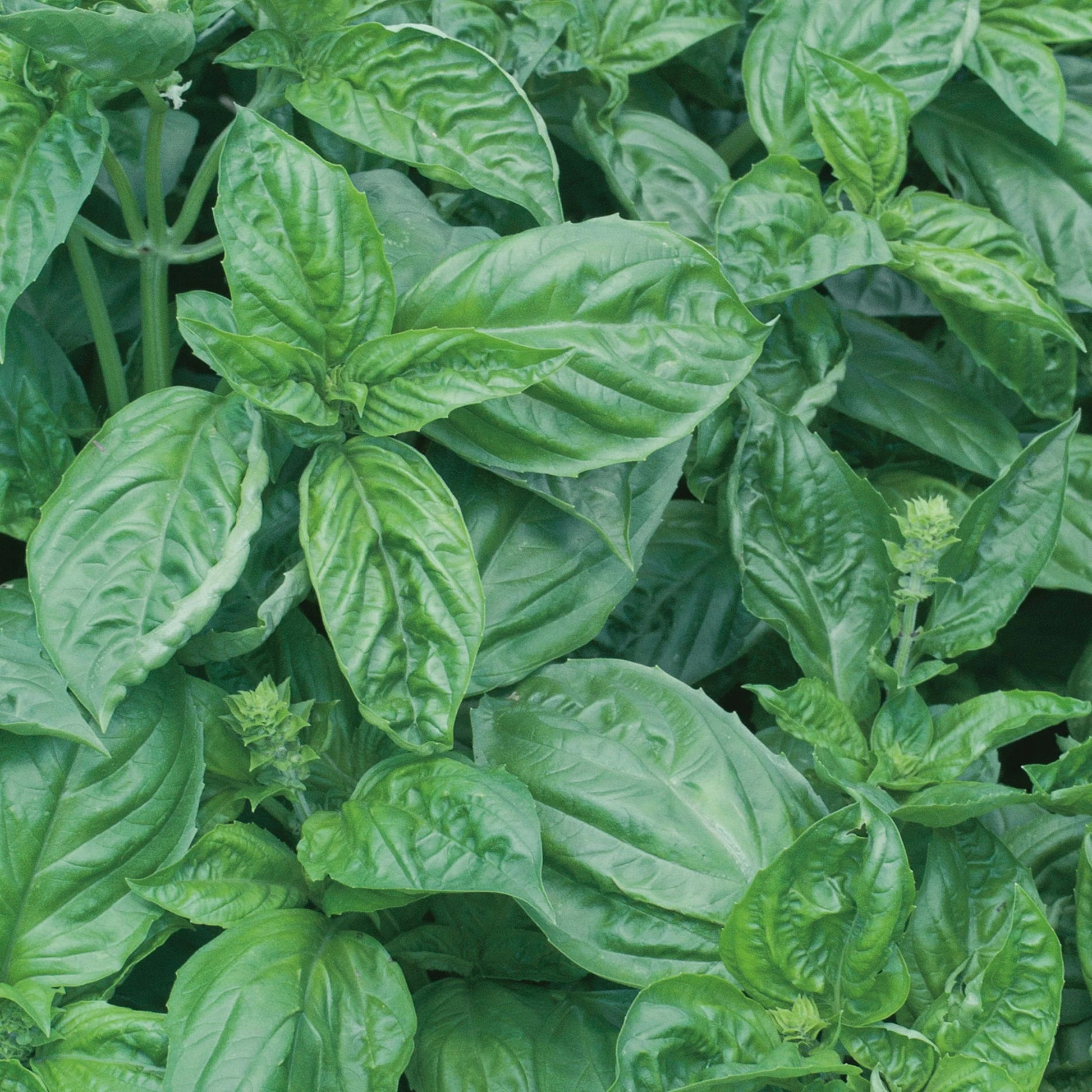 Unwins Seeds - Organic