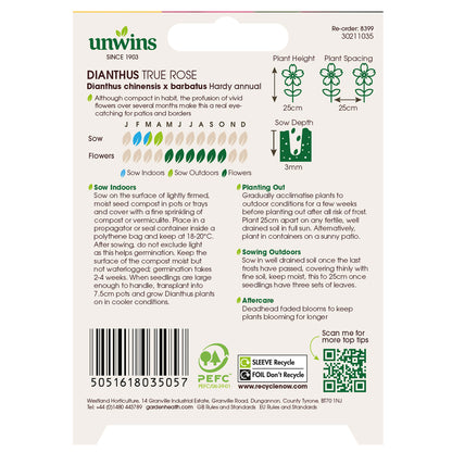 Dianthus True Rose