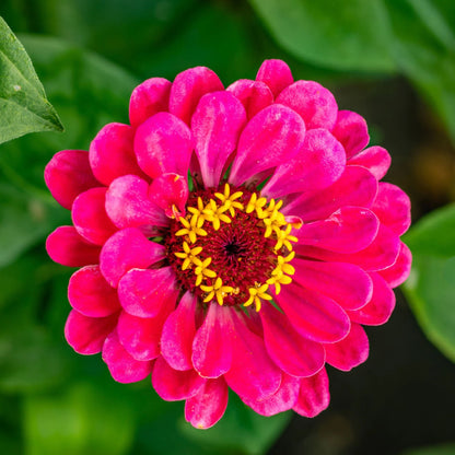 Zinnia Dahlia-flowered Exquisite