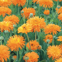Calendula Needles And Pins