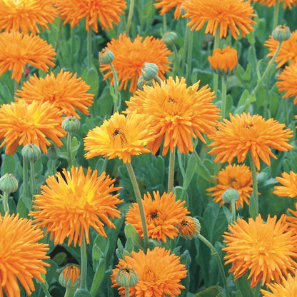 Calendula Needles And Pins