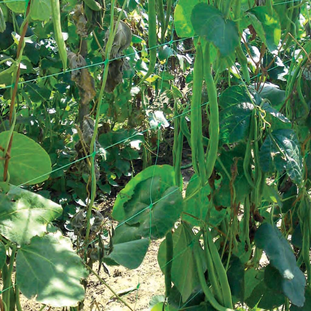 Growers Choice Pea and Bean Netting Boxed 1.7m x 4m