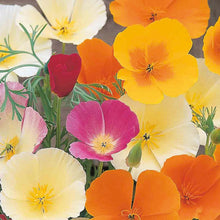 Poppy (Californian) Superb Mix