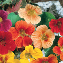 Nasturtium Whirlybird Mix