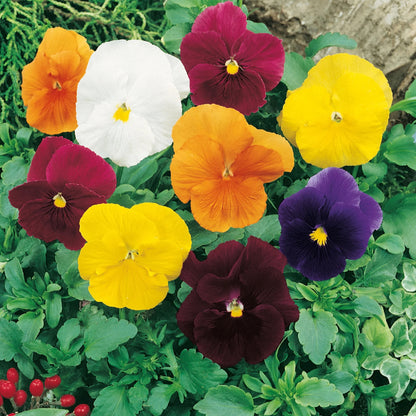 Unwins Winter Flowering Seed Bundle