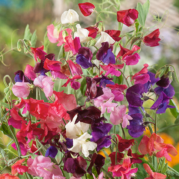 Sweet Pea Solway Mix
