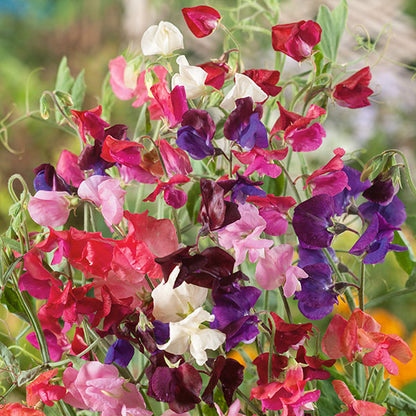 Sweet Pea Solway Mix
