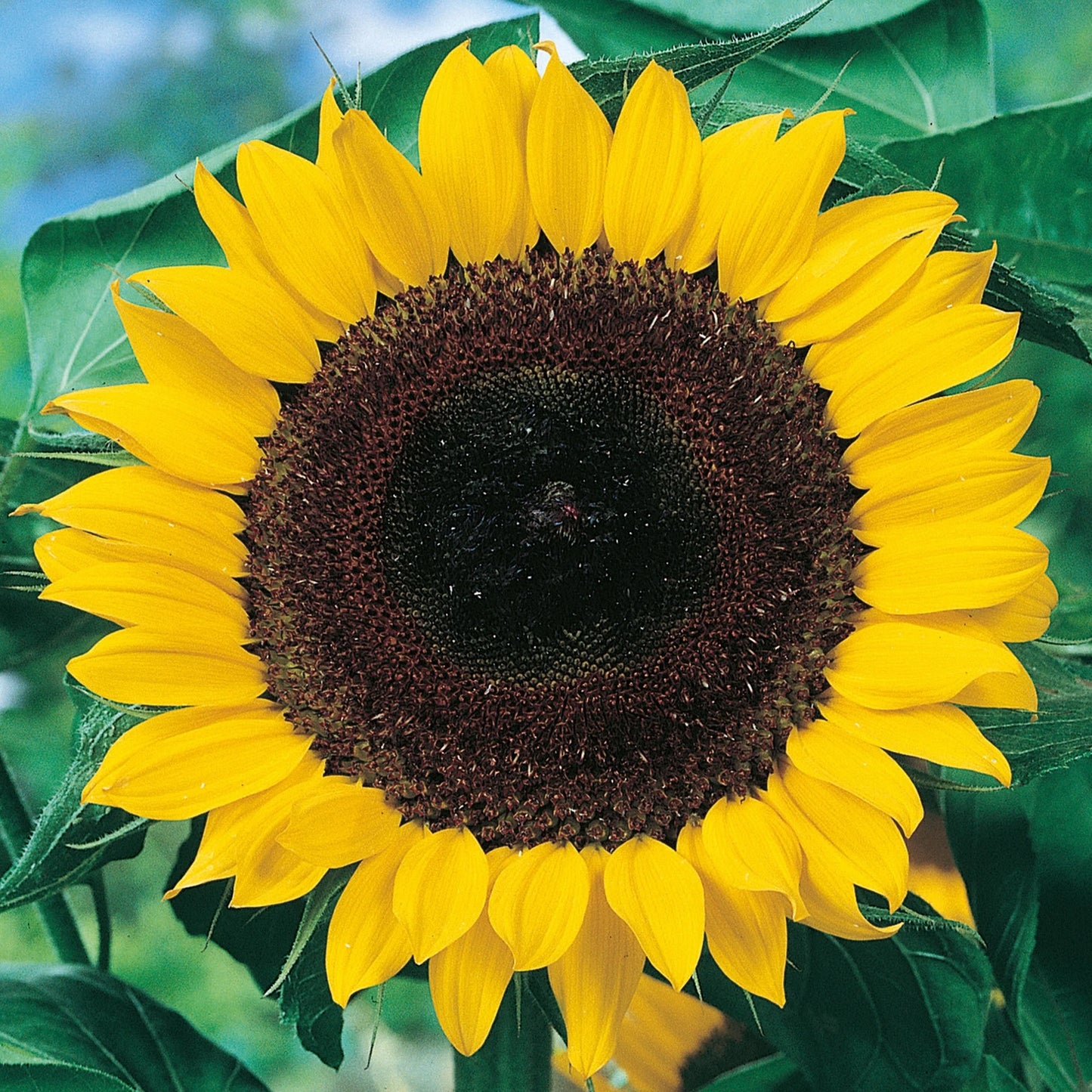 Little Growers Sunflower Sunshine Giant