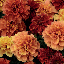 Marigold (French) Strawberry Blonde