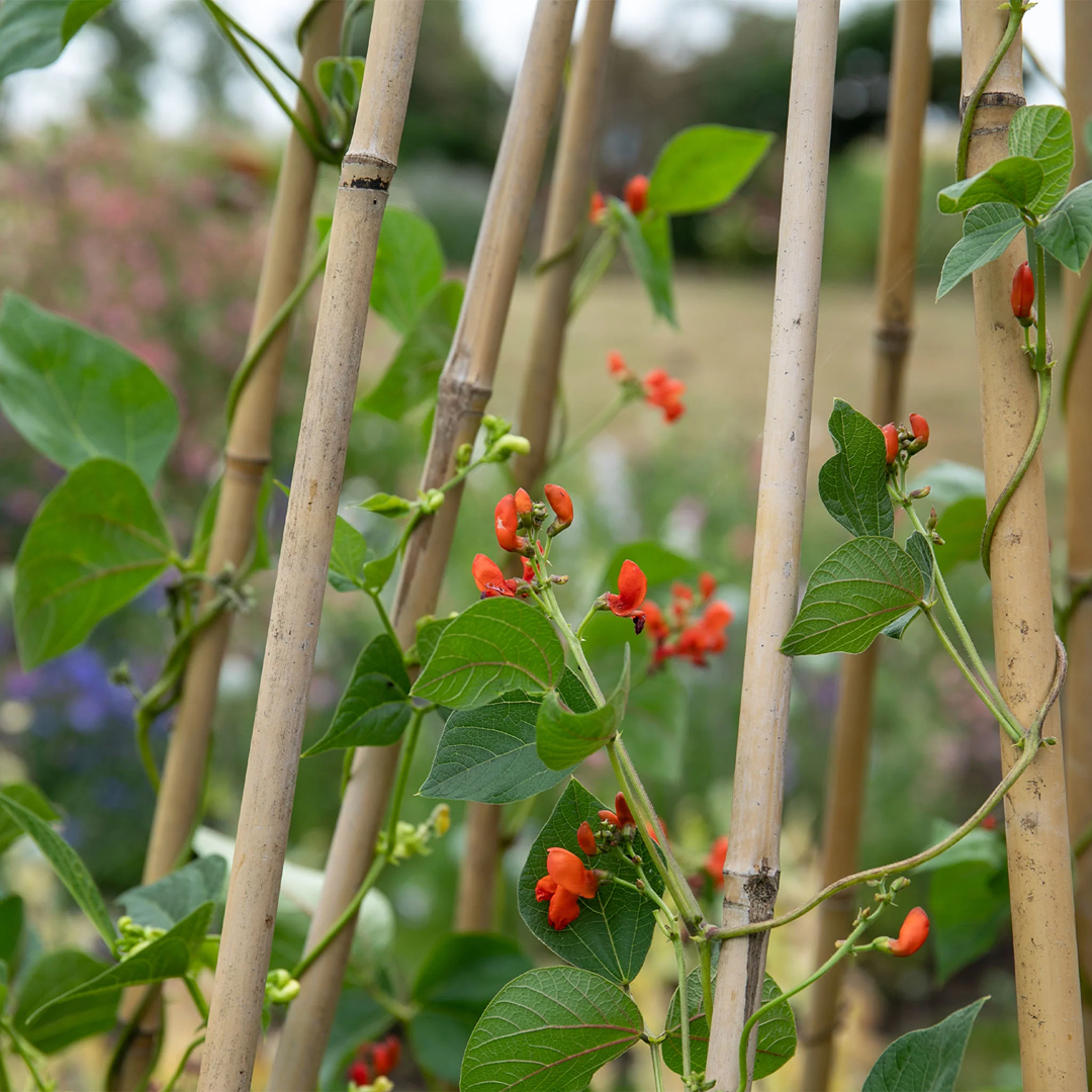Runner Bean Scarlet Emperor