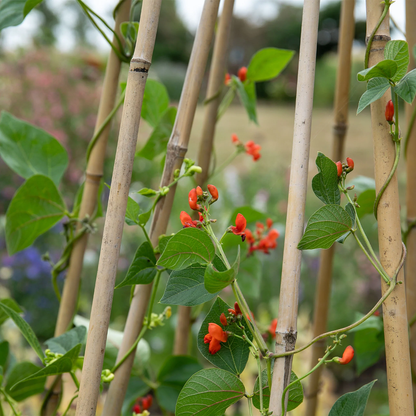 Runner Bean Scarlet Emperor