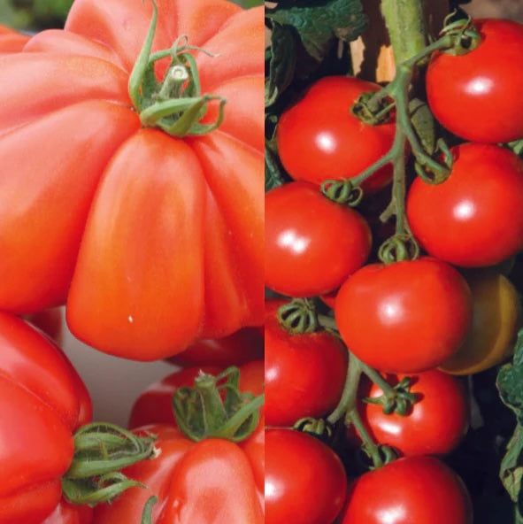 Tomato Modern Classic Collection Pack