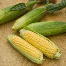 Sweetcorn Mirai Picnic F1