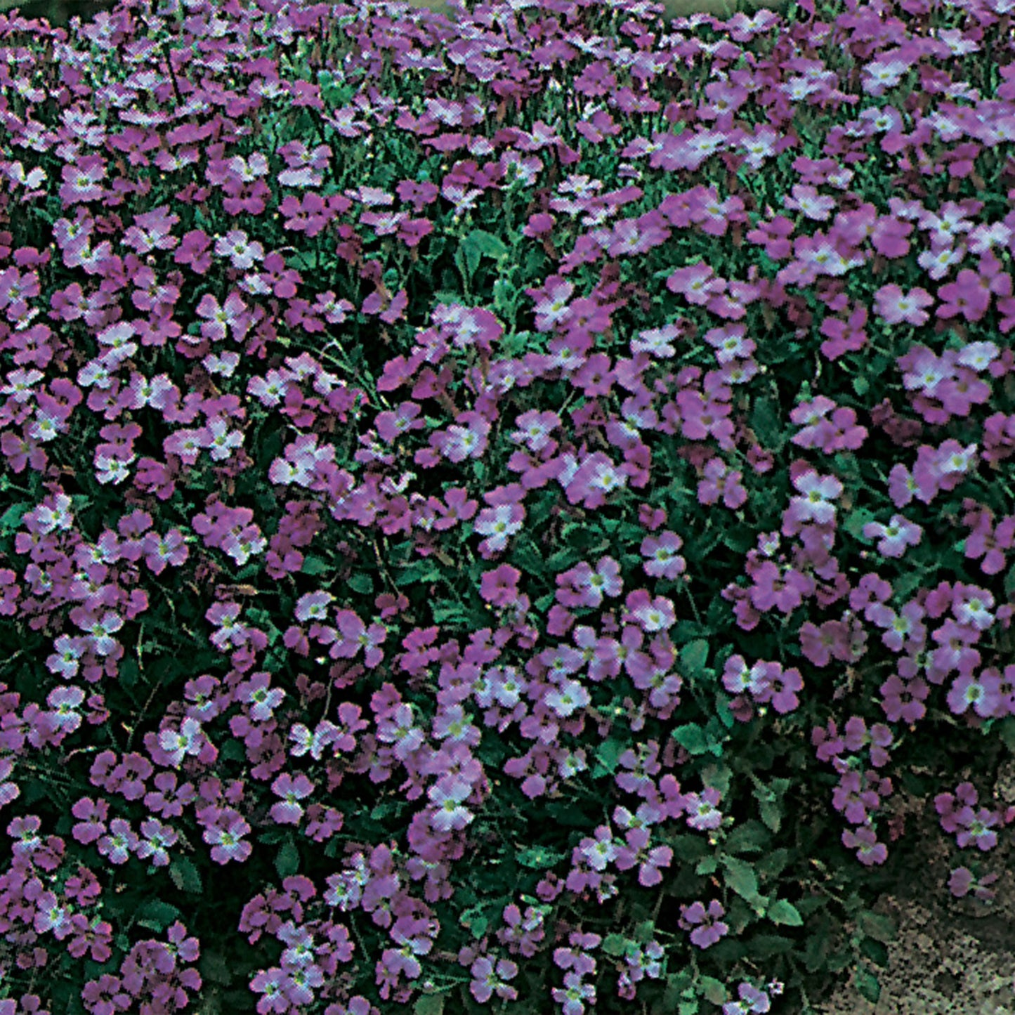 Unwins Spring Flowering Seed Bundle