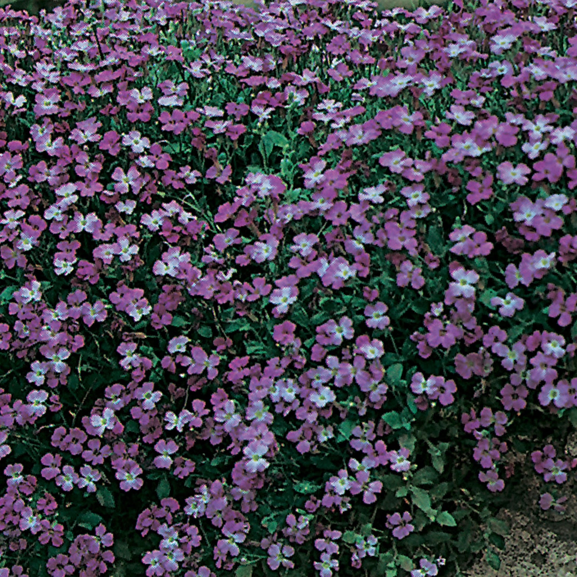 Unwins Spring Flowering Seed Bundle