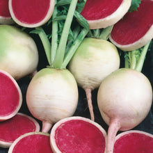 Radish Mantanghong F1