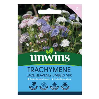 Trachymene Lace Heavenly Umbels Mix