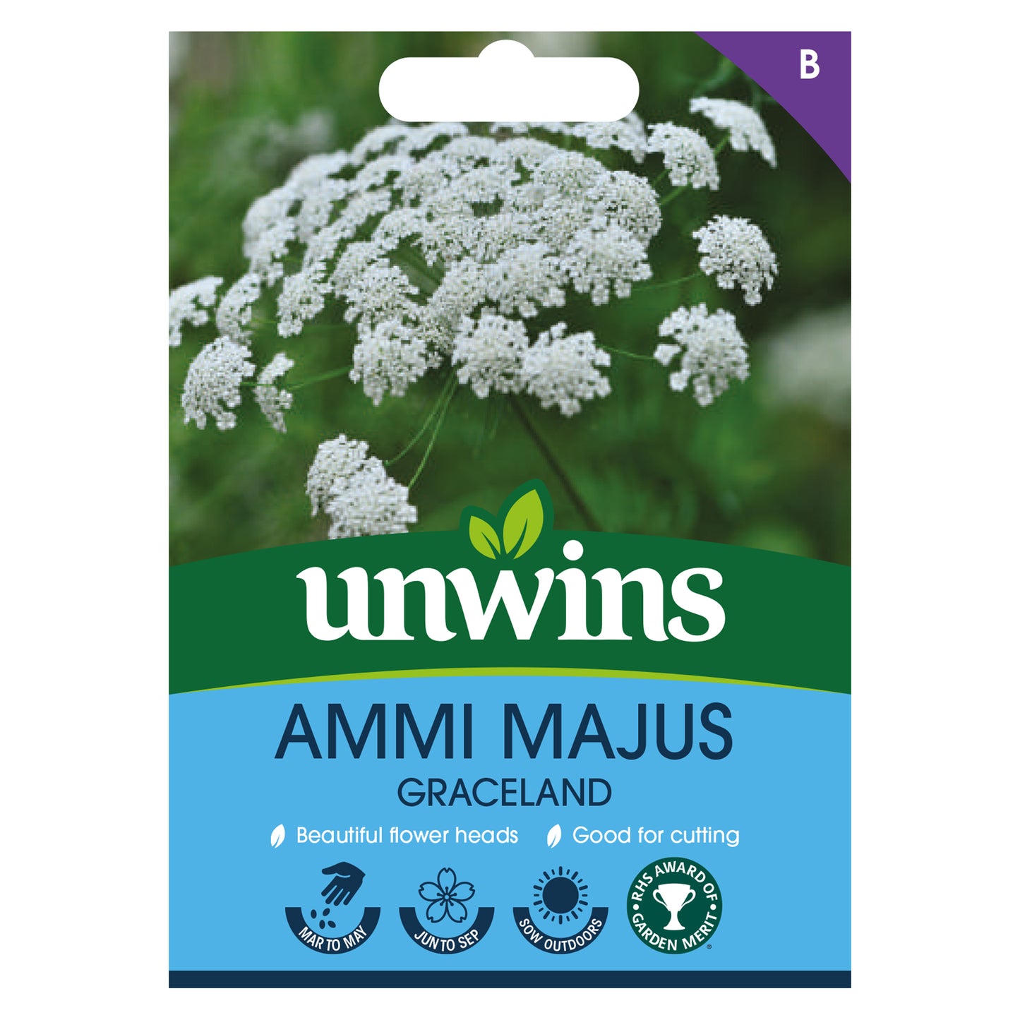 Ammi Majus Graceland