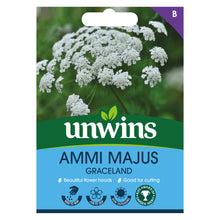 Ammi Majus Graceland