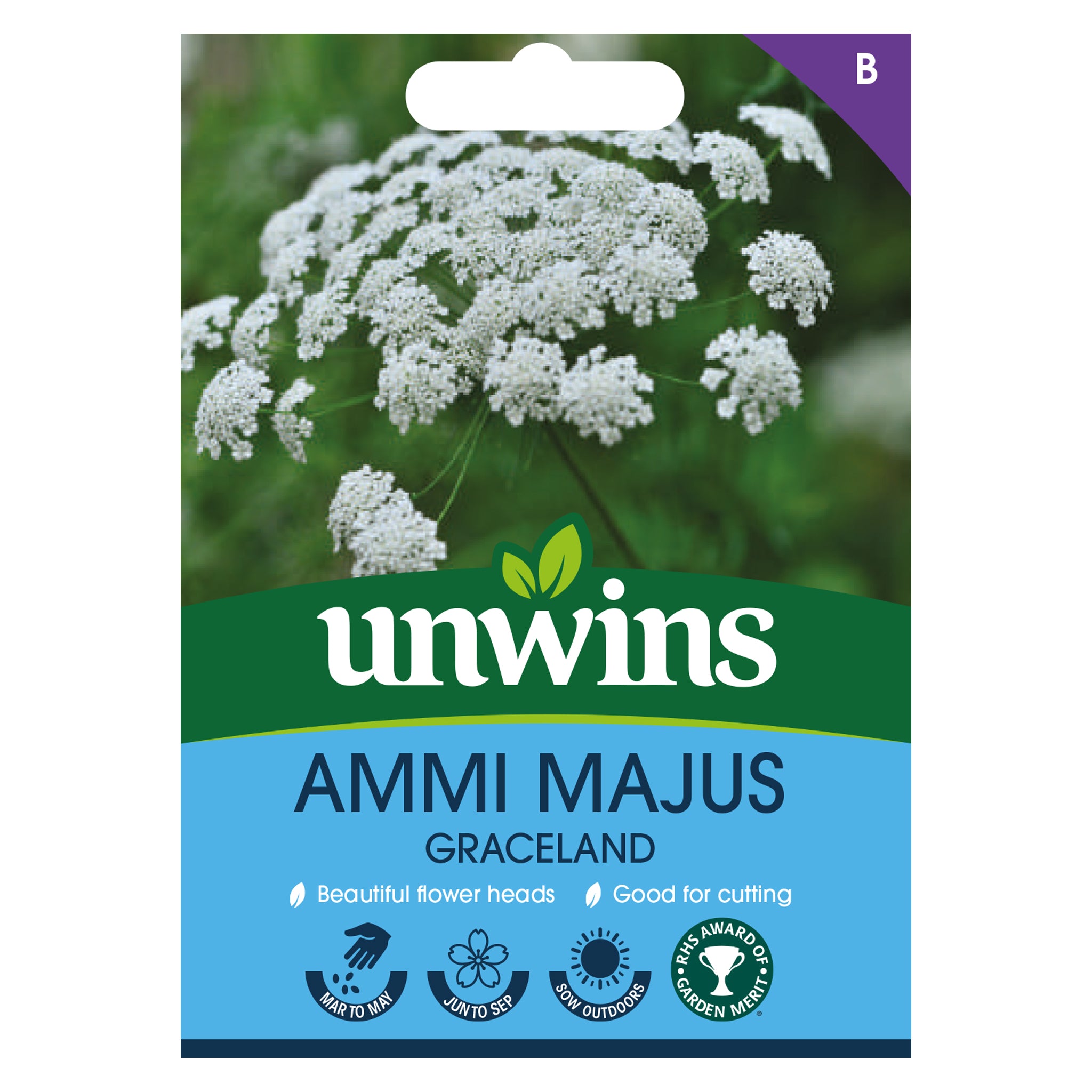 Ammi Majus Graceland