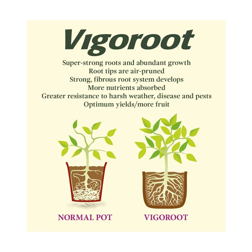 Haxnicks Vigoroot Planter