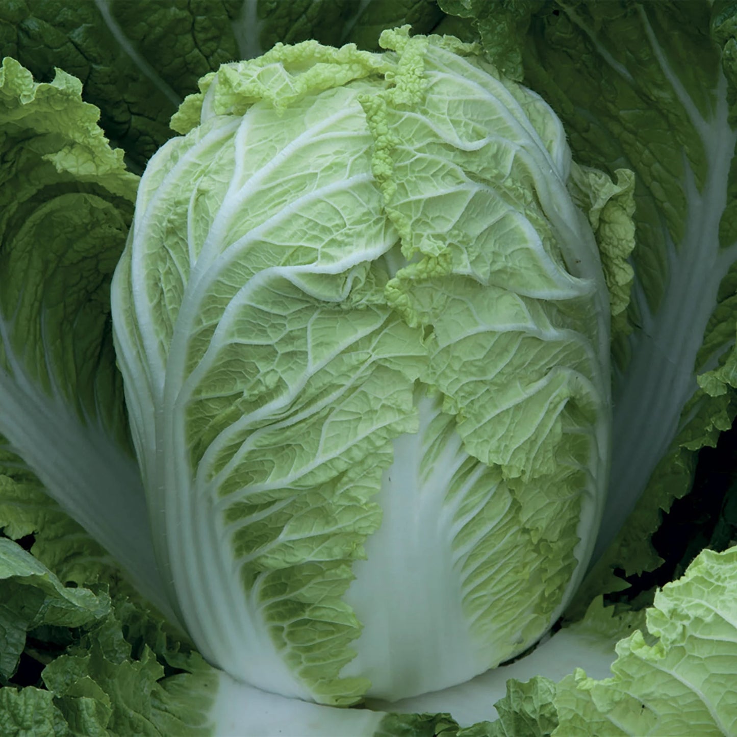 Cabbage (Chinese) Questar F1