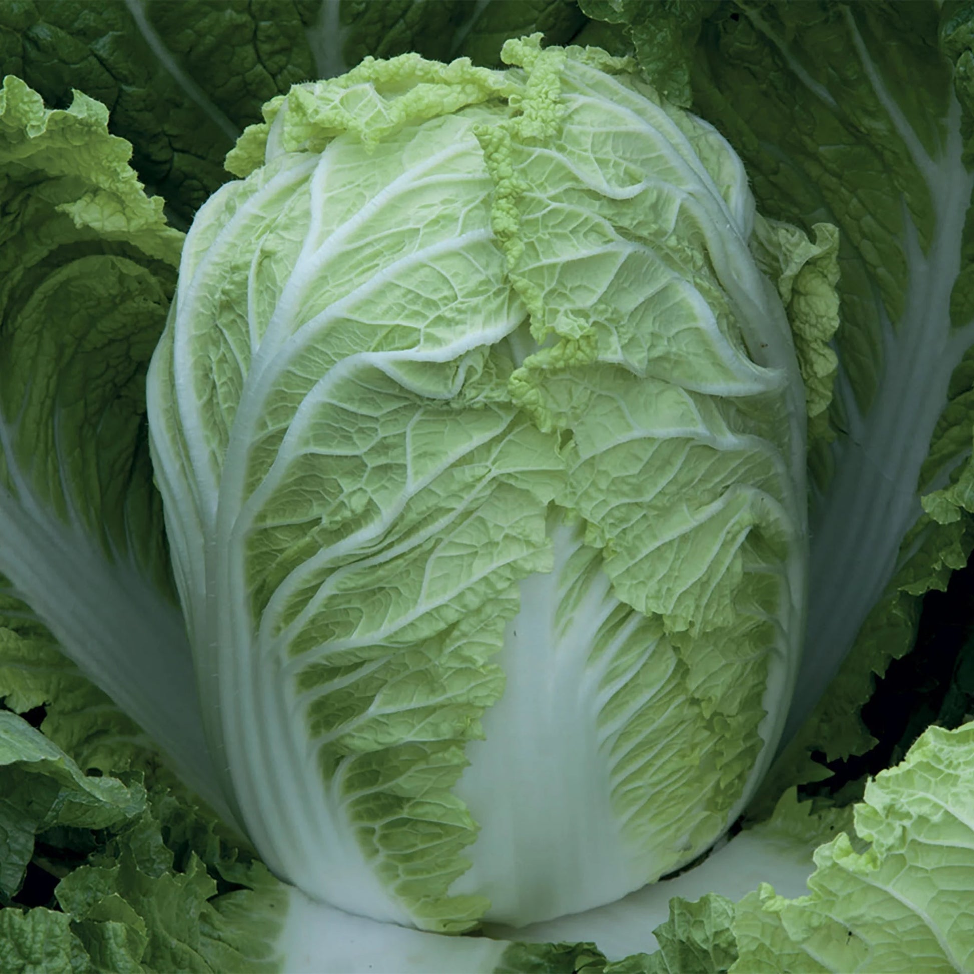 Cabbage (Chinese) Questar F1