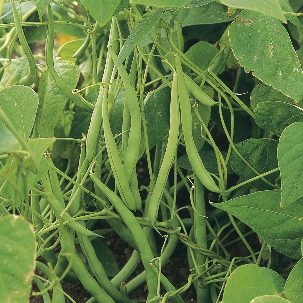 Unwins Seeds - Organic