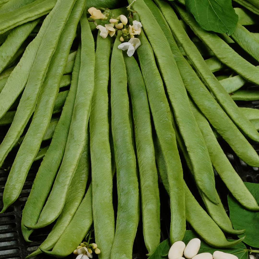 Runner Bean White Emergo