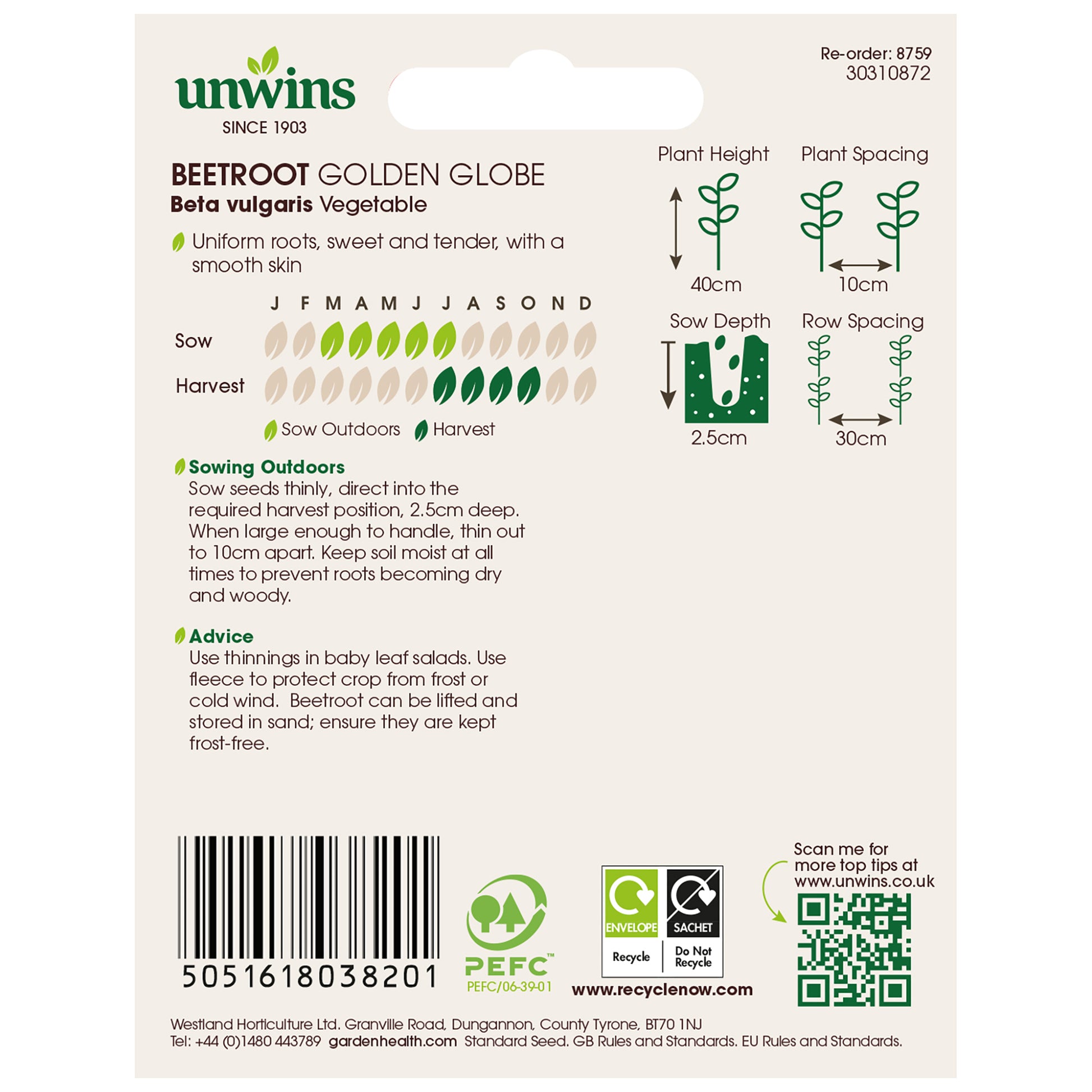 Beetroot Golden Globe