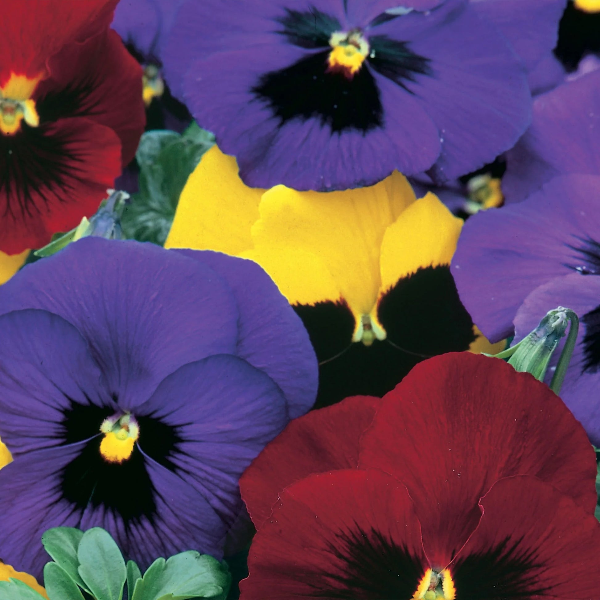 Pansy Winter Flowering Mix
