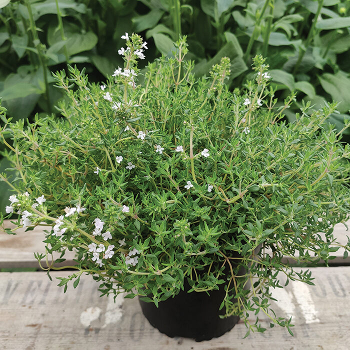 Herb Thyme Orange Scented