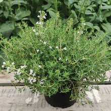 Herb Thyme Orange Scented