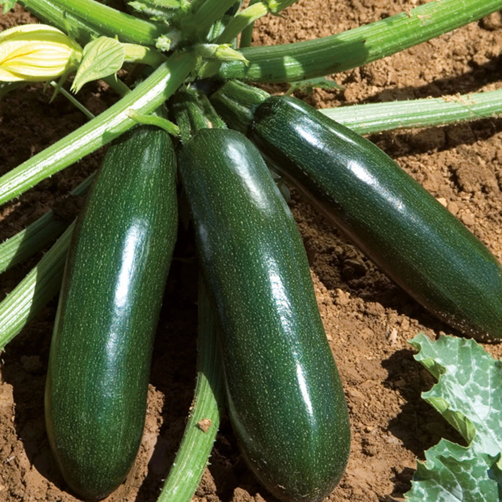 Courgette El Greco F1