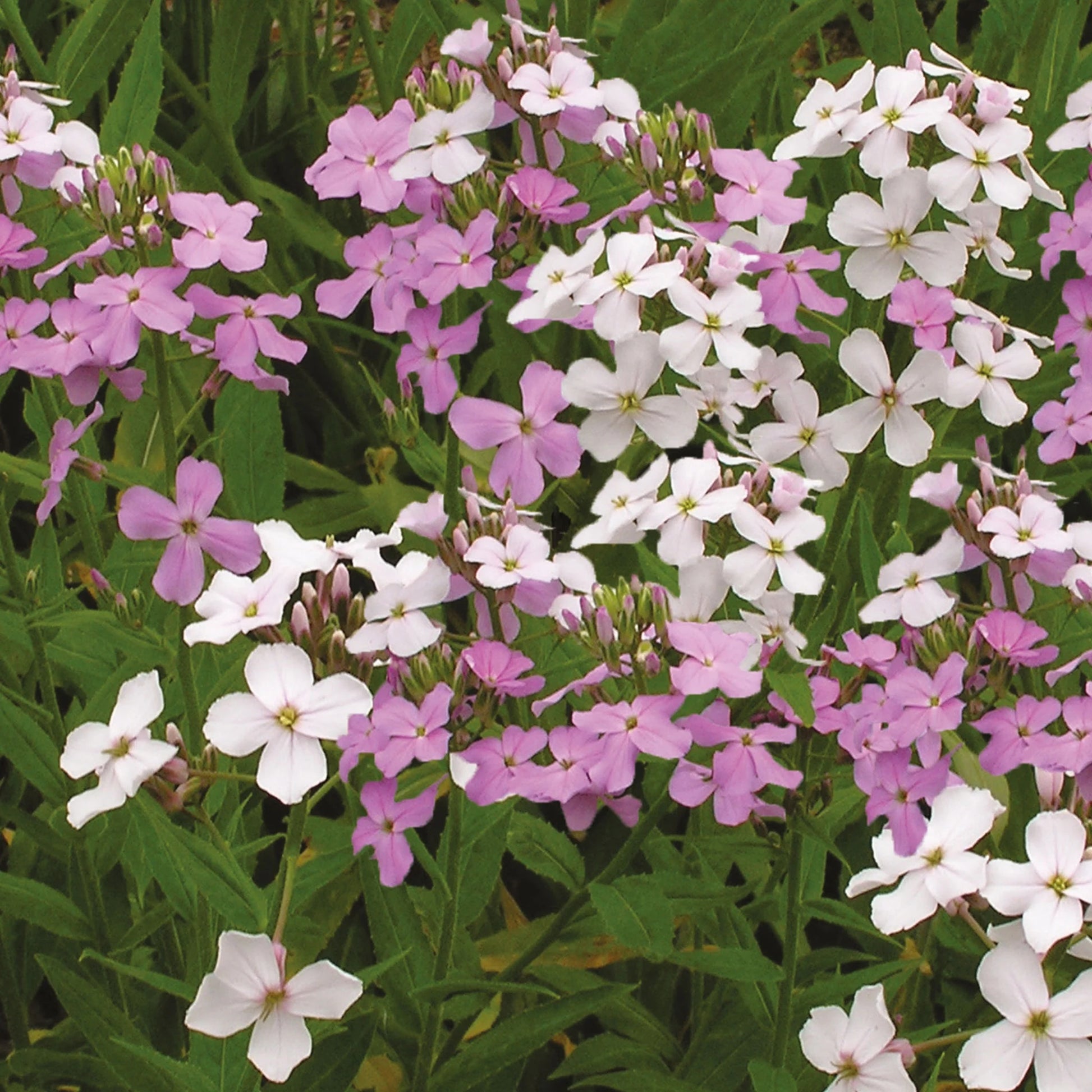 Hesperis Sweet Rocket Enchantment