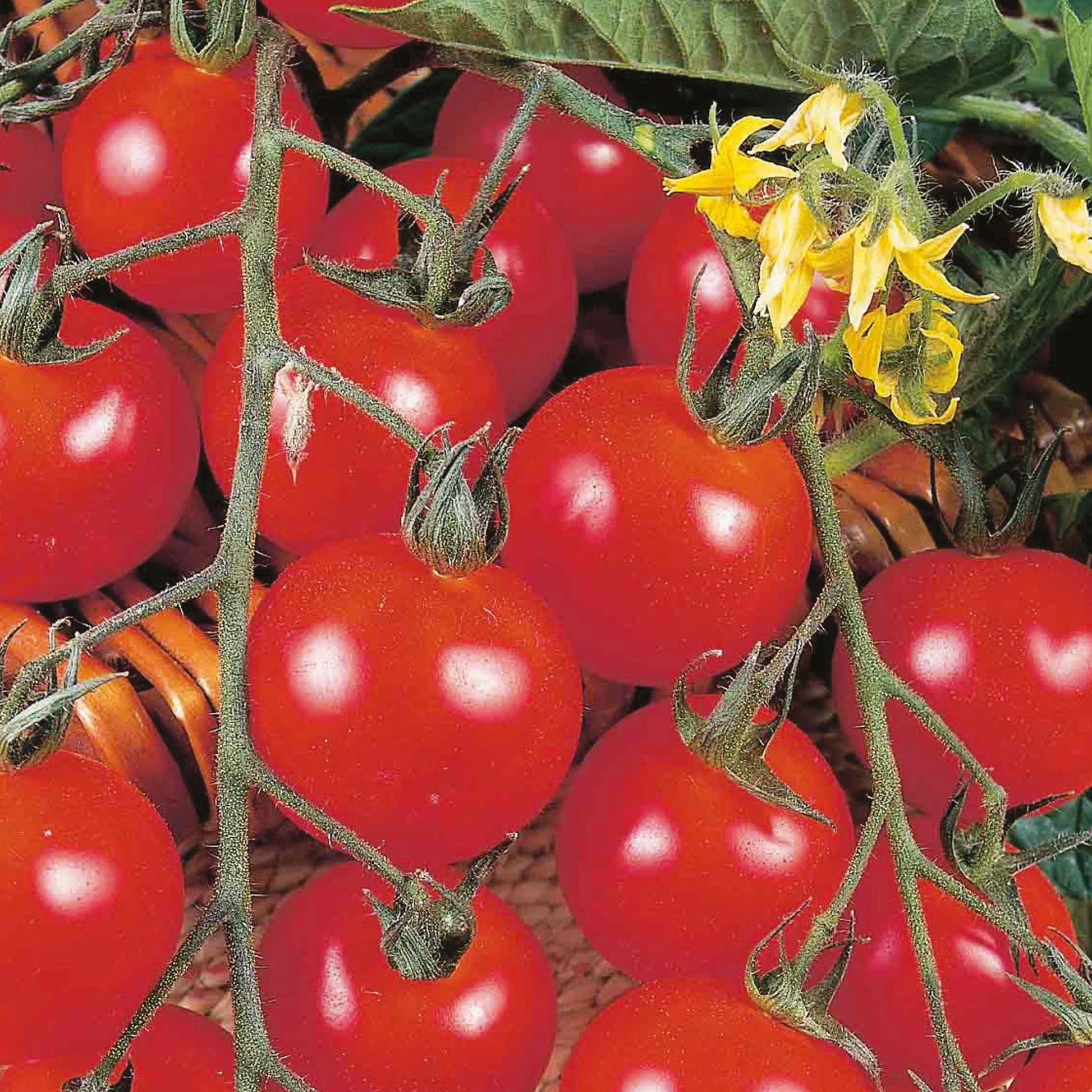 Tomato (Cherry) Gardener's Delight