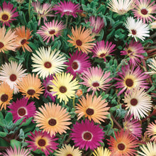 Livingstone Daisy Tapestry Mix