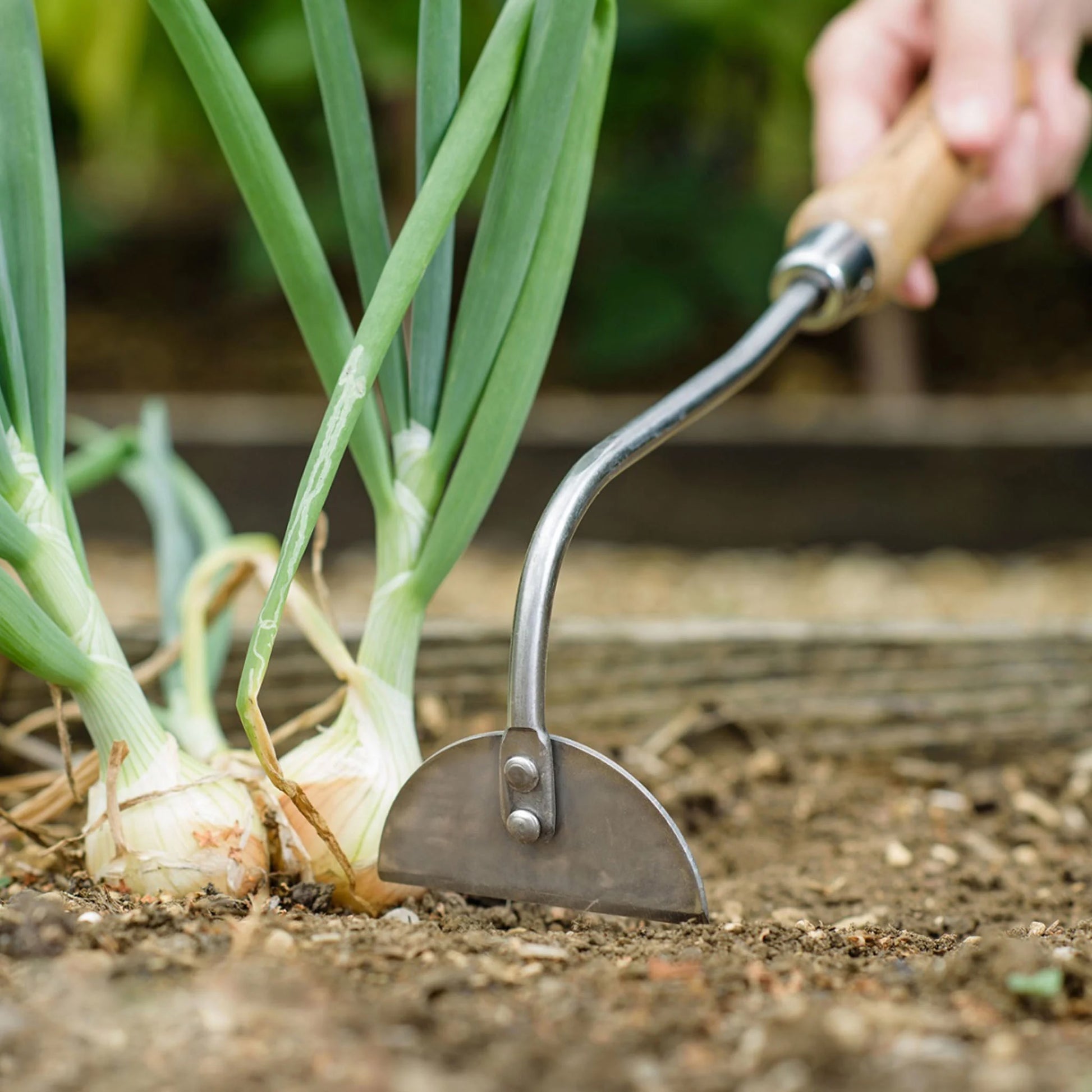 Kent & Stowe Stainless Steel Hand Onion Hoe