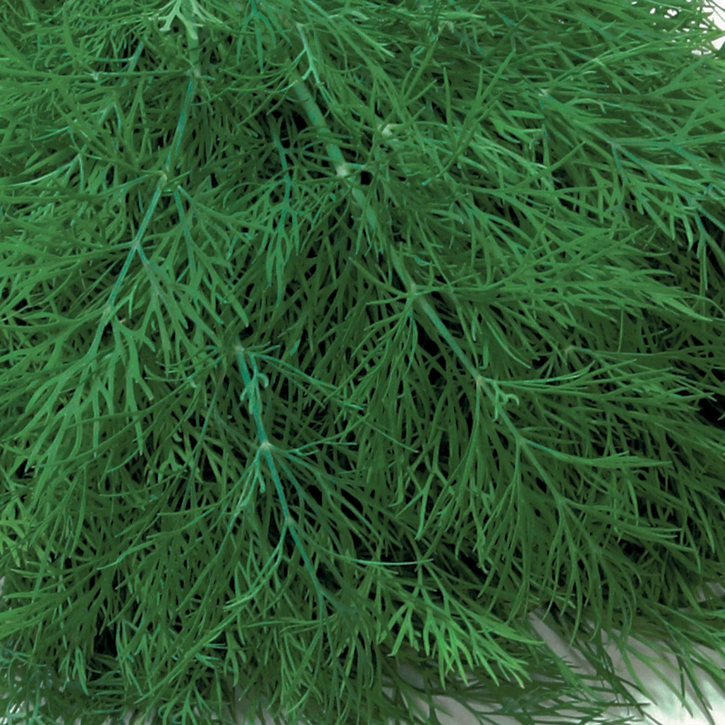 Unwins Seeds - Organic