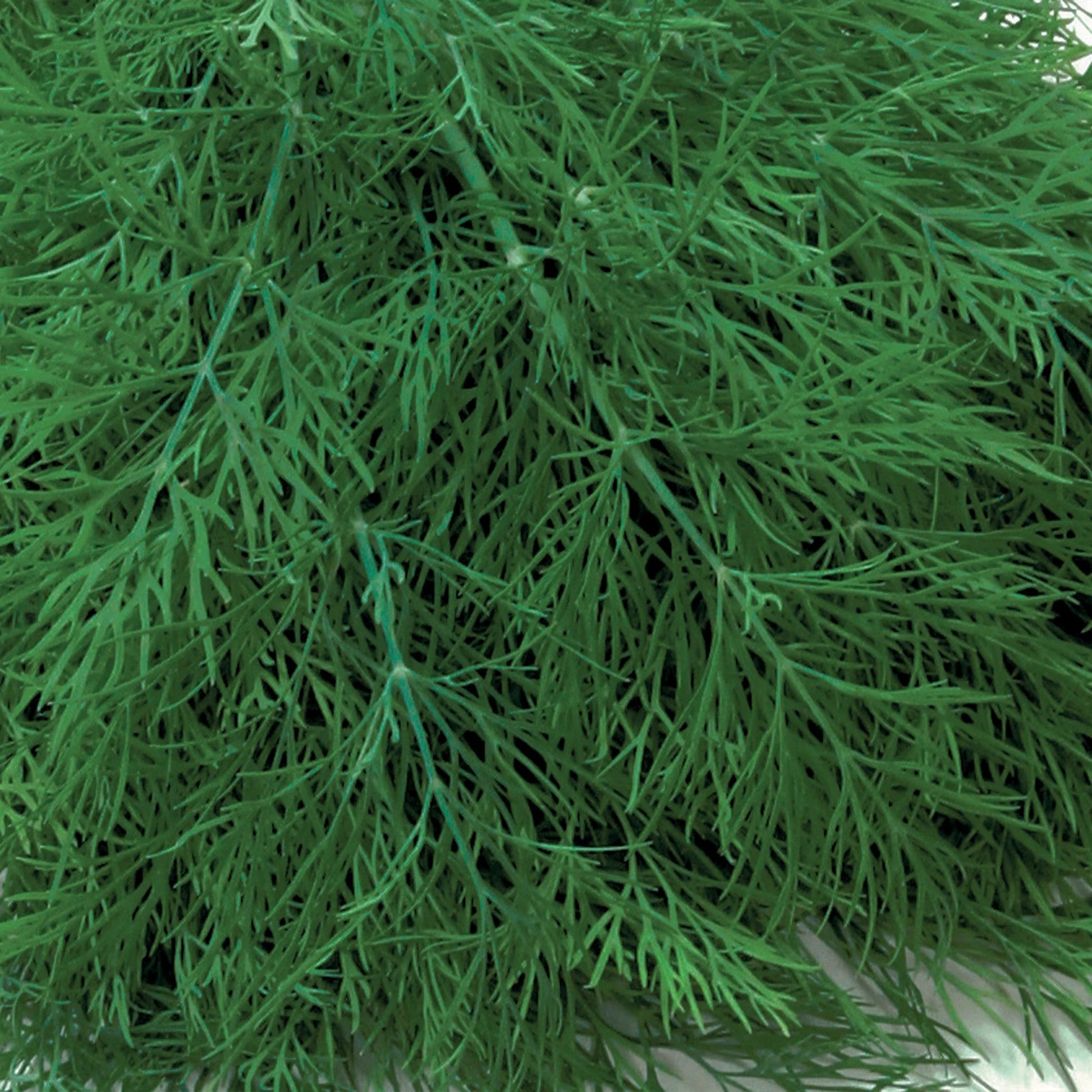 Unwins Seeds - Organic