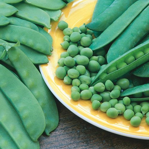 Pea (Mangetout) Delikata