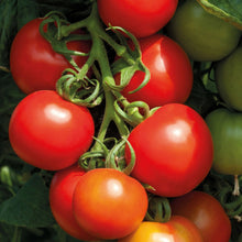 Tomato (Cocktail) Cocktail Crush