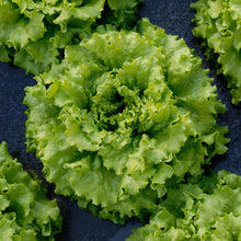 Lettuce (Batavia) Caipira