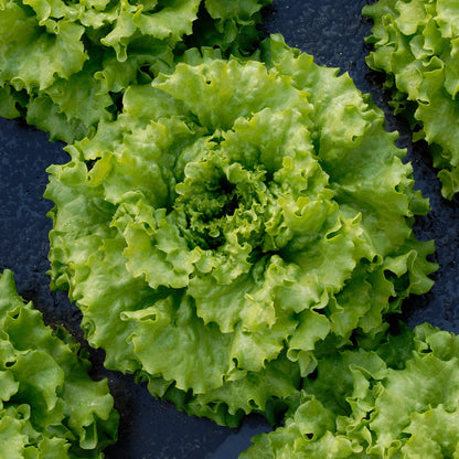 Lettuce (Batavia) Caipira